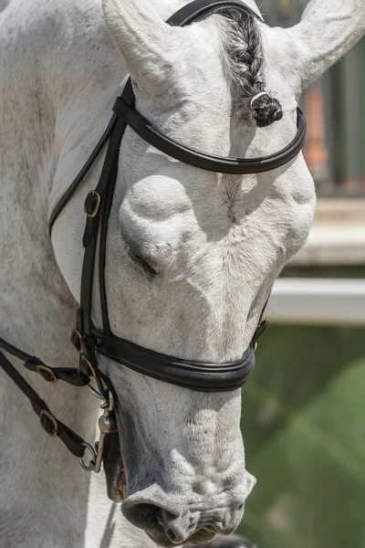 Detalj Huvudet Renrasig Spansk Häst — Stockfoto