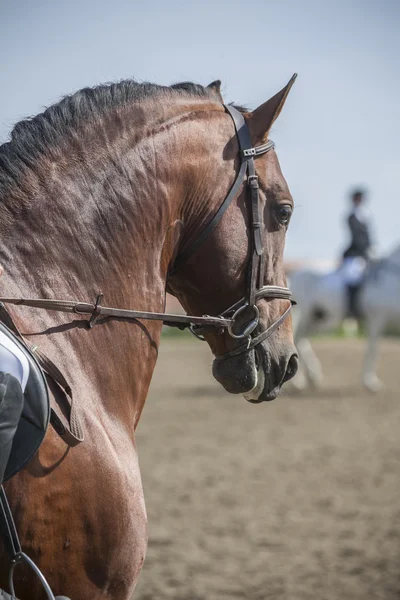 Detalle de la cabeza de un caballo español de raza pura —  Fotos de Stock