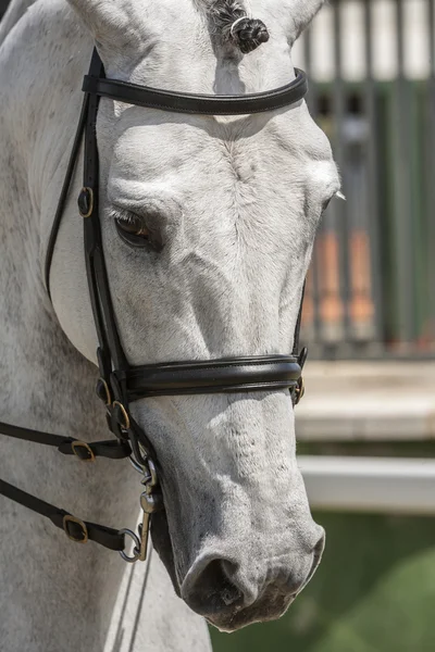 Деталь начальник чистокровних іспанського кінь — стокове фото