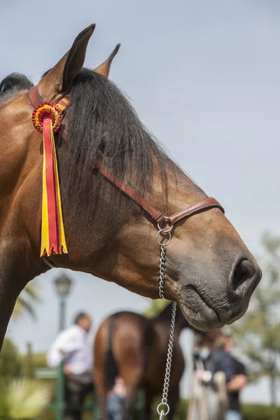Λεπτομέρεια από το κεφάλι του ένα καθαρόαιμο άλογο ισπανική — Φωτογραφία Αρχείου