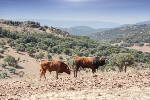 Bulls di pedesaan, Andalusia, Spanyol — Stok Foto