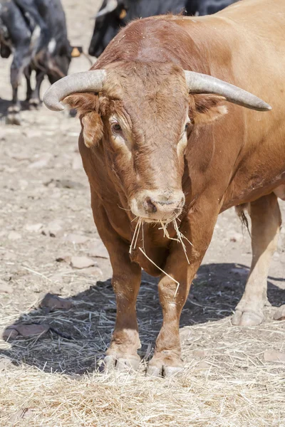 Stádo statečný býků pastvy v poli, Andalusie, Španělsko — Stock fotografie
