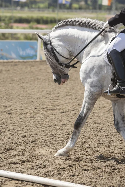 Caballo español de raza pura que participa durante un ejercicio de equitación —  Fotos de Stock