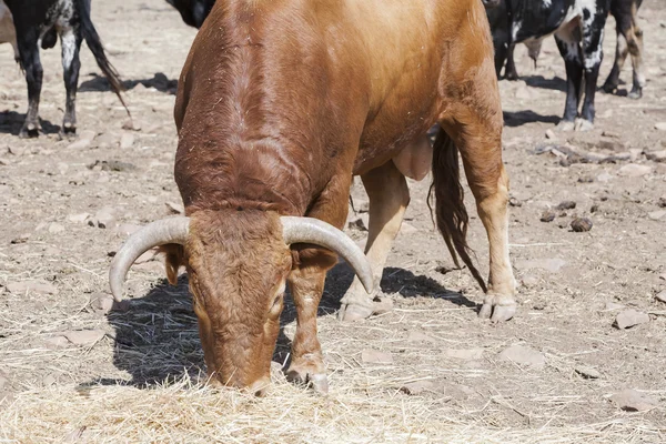 Kudde van dappere stieren grazen in het veld, Andalusie, Spanje — Stockfoto