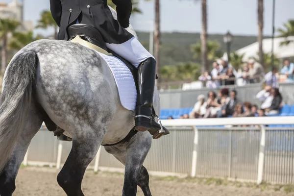 Cavalo espanhol de raça pura participando durante um exercício de hipismo — Fotografia de Stock