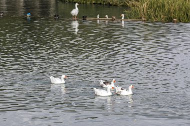 Beyaz ördek gölde yüzüyor.