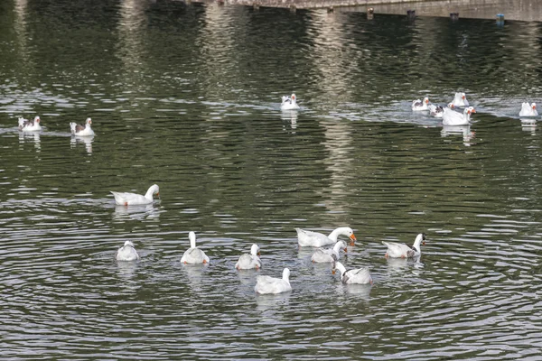 Белая утка плавает в озере — стоковое фото