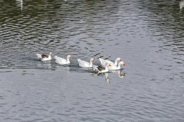 Weiße Ente schwimmt im See — Stockfoto