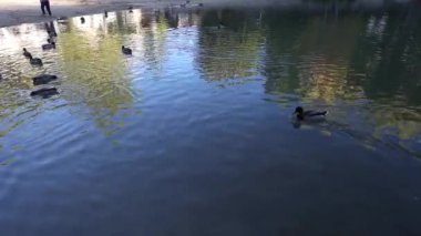 Ördek yüzmek ve güzel bir doğal göl keyfini çıkarın