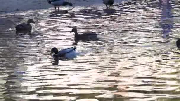 Eenden zwemmen en genieten in een prachtig natuurlijk meer — Stockvideo