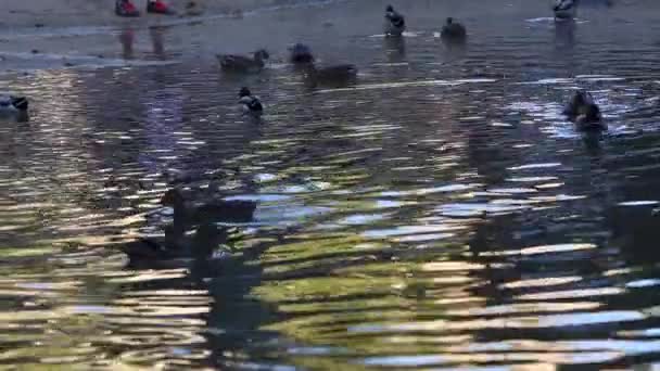 Los patos nadan y disfrutan en un hermoso lago natural — Vídeo de stock