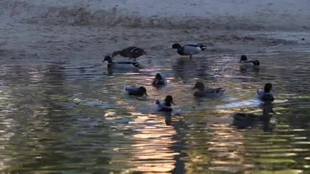 Kachny plavat a užijte si krásné přírodní jezero — Stock video