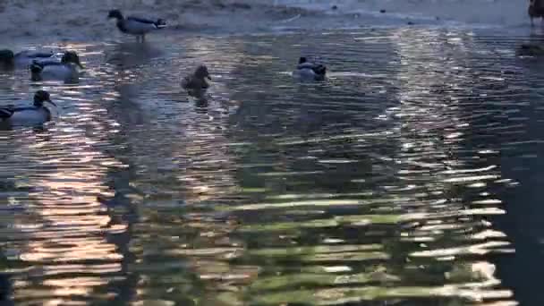 Качки плавають і насолоджуються в прекрасному природному озері — стокове відео