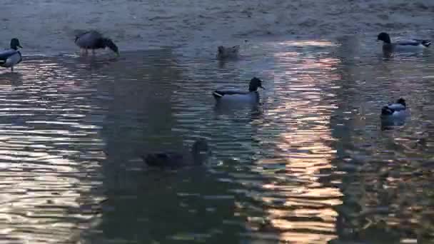 Patos nadar e desfrutar em um belo lago natural — Vídeo de Stock