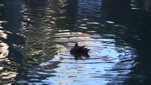 Canards nager et profiter dans un beau lac naturel 