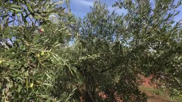 Olive trees plantation. The camera moves slowly between the olive trees, Jaen, Spain — Stock Video
