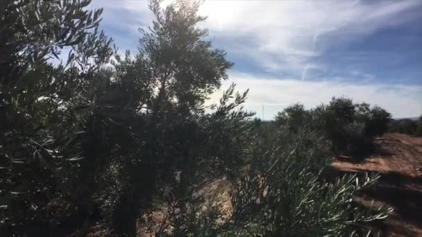 Plantação de oliveiras. A câmera se move lentamente entre as oliveiras, Jaen, Espanha — Vídeo de Stock