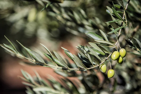 Olives on olive tree at sunset near Jaen, Spain — Stock Photo, Image