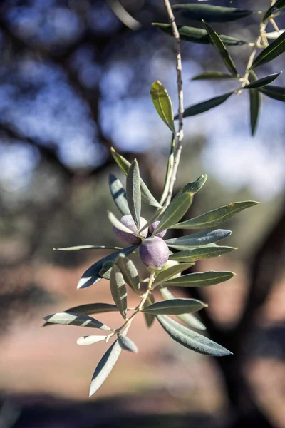 Aceitunas en olivo al atardecer cerca de Jaén, España — Foto de Stock