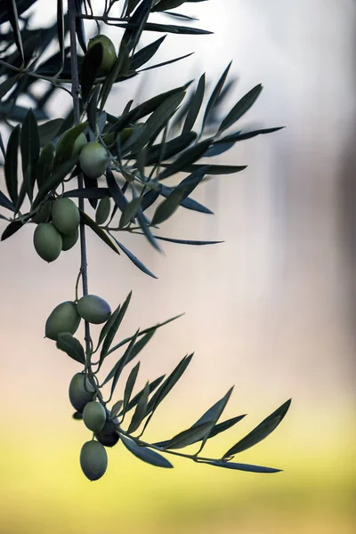 Olives on olive tree at sunset near Jaen, Spain — Stock Photo, Image