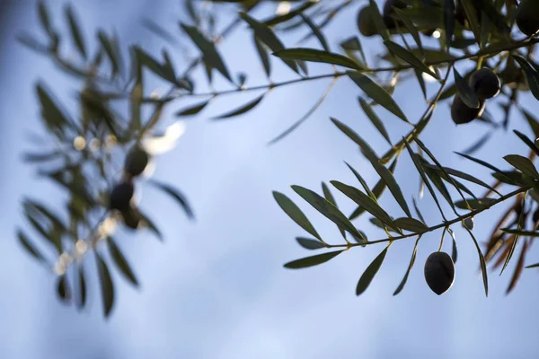 Olive leaves silhouetted against a sunset sky — Stock Photo, Image