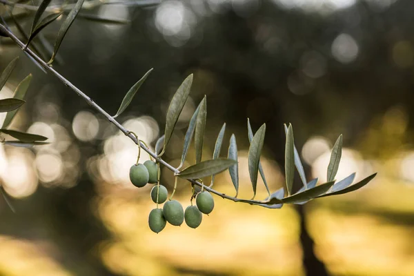Olives on olive tree at sunset near Jaen, Spain — Stock Photo, Image