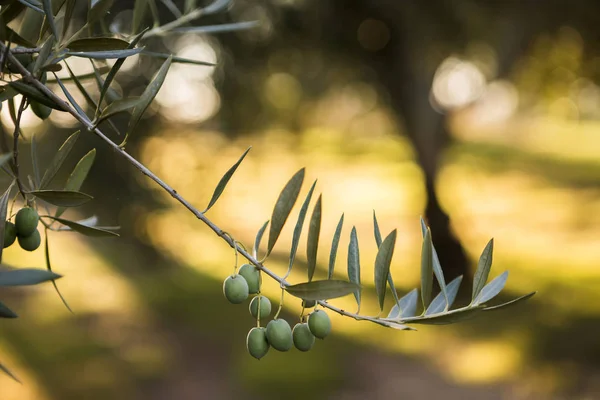 Azeitonas em oliveira ao pôr do sol perto de Jaen, Espanha — Fotografia de Stock