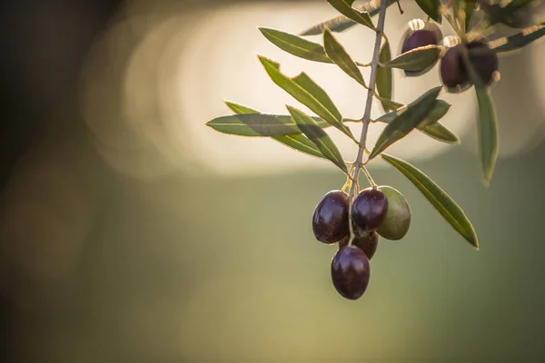 Olives on olive tree at sunset near Jaen, Spain — Stock Photo, Image