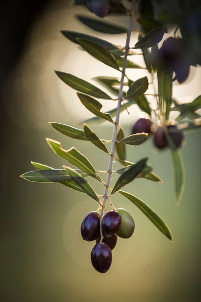 Olives on olive tree at sunset near Jaen, Spain — Stock Photo, Image