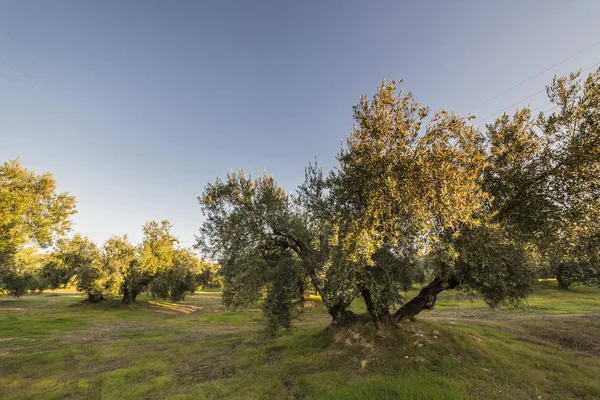 スペイン、ハエン近くピクアル様々 からオリーブの木 — ストック写真