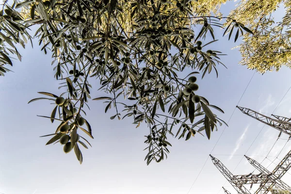 Olive sull'ulivo al tramonto vicino a Jaen, Spagna — Foto Stock