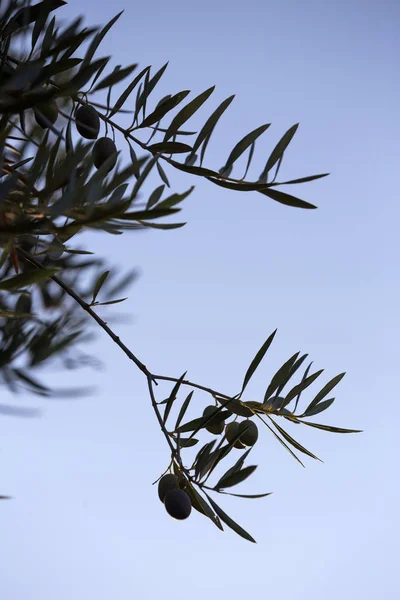 Jaen Spanya Yakınındaki Gün Batımında Zeytin Ağacı Üzerinde Zeytin — Stok fotoğraf