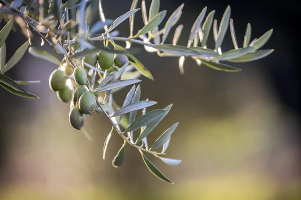 橄榄在日落哈恩 西班牙附近树上的橄榄 — 图库照片