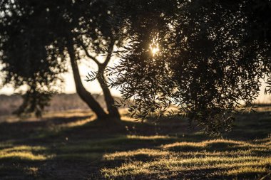 Jaen, İspanya yakınındaki gün batımında zeytin ağacı üzerinde zeytin