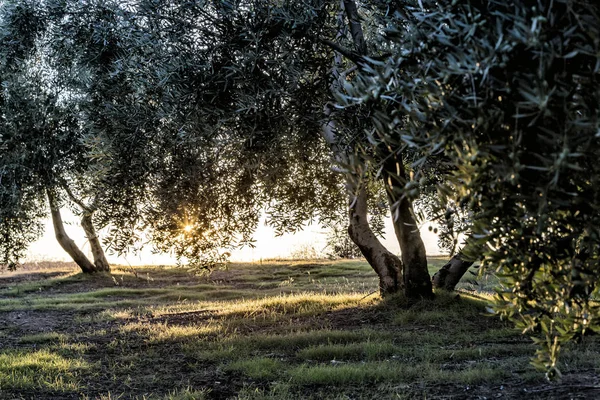 Bild på vackra orange solnedgång i olivträd trädgård nära Jaen, Spanien — Stockfoto