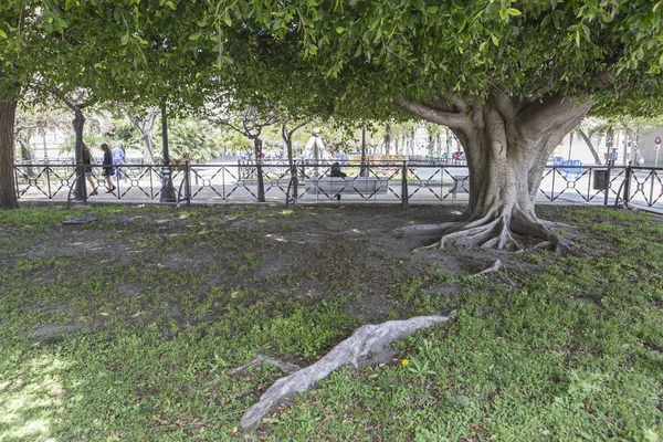 Γιγάντιο Δέντρο Καουτσούκ Ficus Macrophylla Ηλικίας Πάνω Από Εκατό Χρόνια — Φωτογραφία Αρχείου