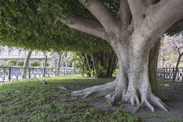 Giant Rubber Tree "ficus macrophylla" aged more than one hundred years near the Beach "Playa De La Caleta", Cadiz, Andalusia, Spain — Stock Photo, Image