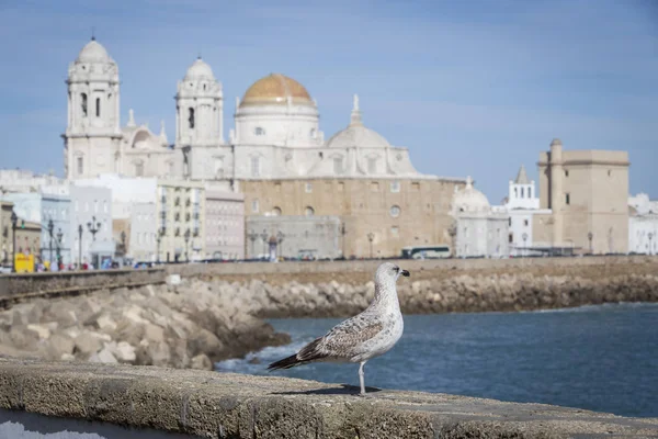 Mås Som Tittar Paseo Campo Del Sur Cádiz Katedral Kallas — Stockfoto