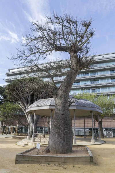 Chorisia Speciosa Δέντρο Genoves Πάρκο Κάντιθ Ανδαλουσία Ισπανία — Φωτογραφία Αρχείου