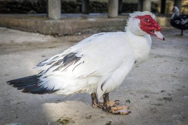 Yerli ördek, yerli beyaz ördek, doğal olarak beslenen ördekler