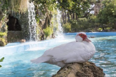 Yerli ördek, yerli beyaz ördek, doğal olarak beslenen ördekler