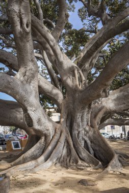 Yüz yıldan fazla Beach 