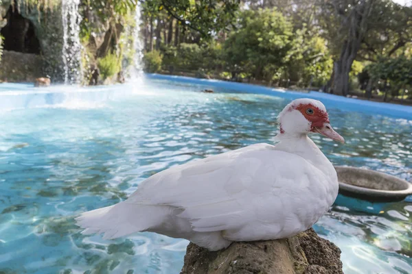 Domestic duck, domestic white ducks, naturally fed ducks — Stock Photo, Image