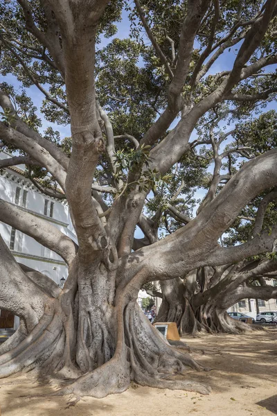 Γιγάντιο δέντρο καουτσούκ «ficus macrophylla» ηλικίας πάνω από εκατό χρόνια κοντά την παραλία "Playa De La Caleta», Κάντιθ, Ανδαλουσία, Ισπανία — Φωτογραφία Αρχείου