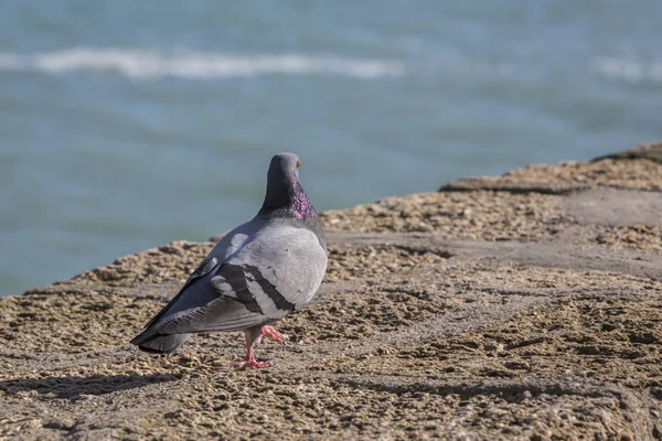 西班牙加的斯的拉卡莱塔海滩附近散步的鸽子 — 图库照片