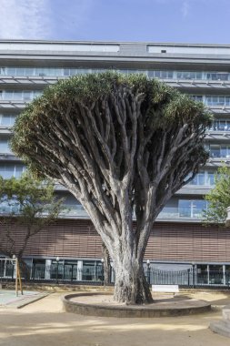 Çeşitli Dracaena Draco Cadiz, Endülüs, İspanya Genoves parkta yaşlı ağaç