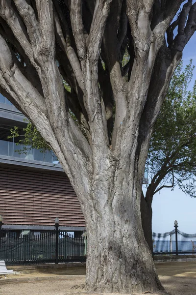 Viejo árbol de variedad Dracaena Draco en Genoves Park en Cádiz, y — Foto de Stock