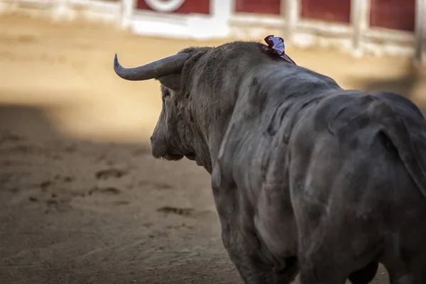 Capture of the figure of a brave bull in a bullfight, Spain — Stock Photo, Image