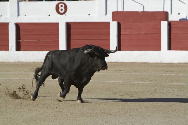 Captura de la figura de un toro valiente en una corrida de toros, España — Foto de Stock