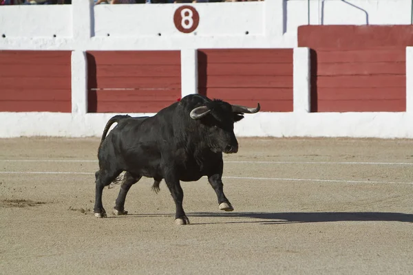 Captura da figura de um touro corajoso em uma tourada, Espanha — Fotografia de Stock